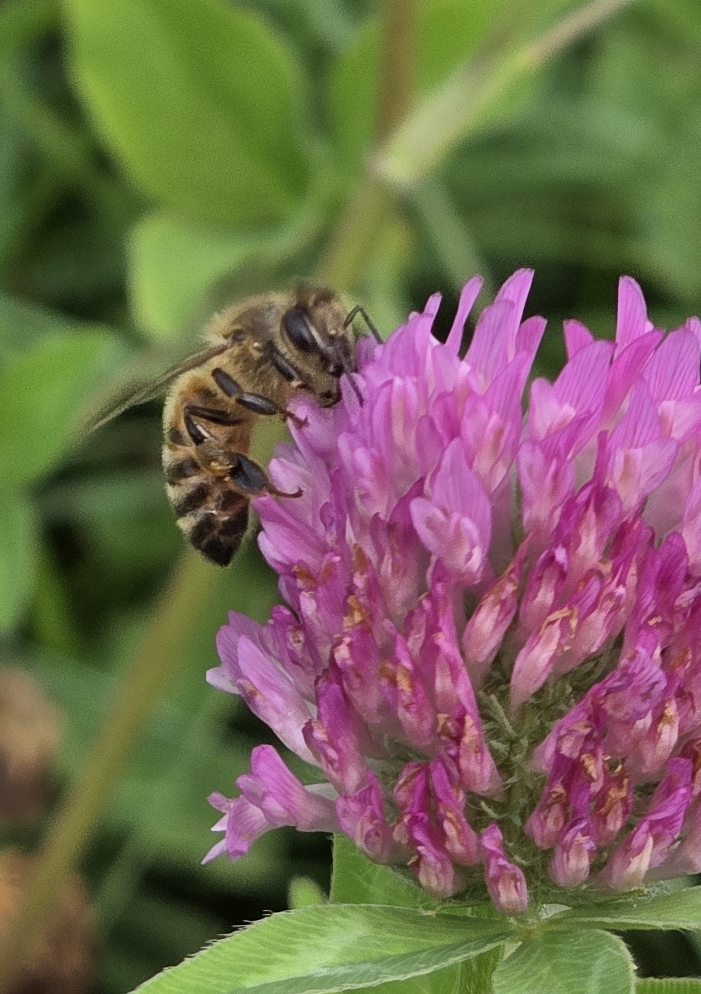Biene auf Kleeblüte