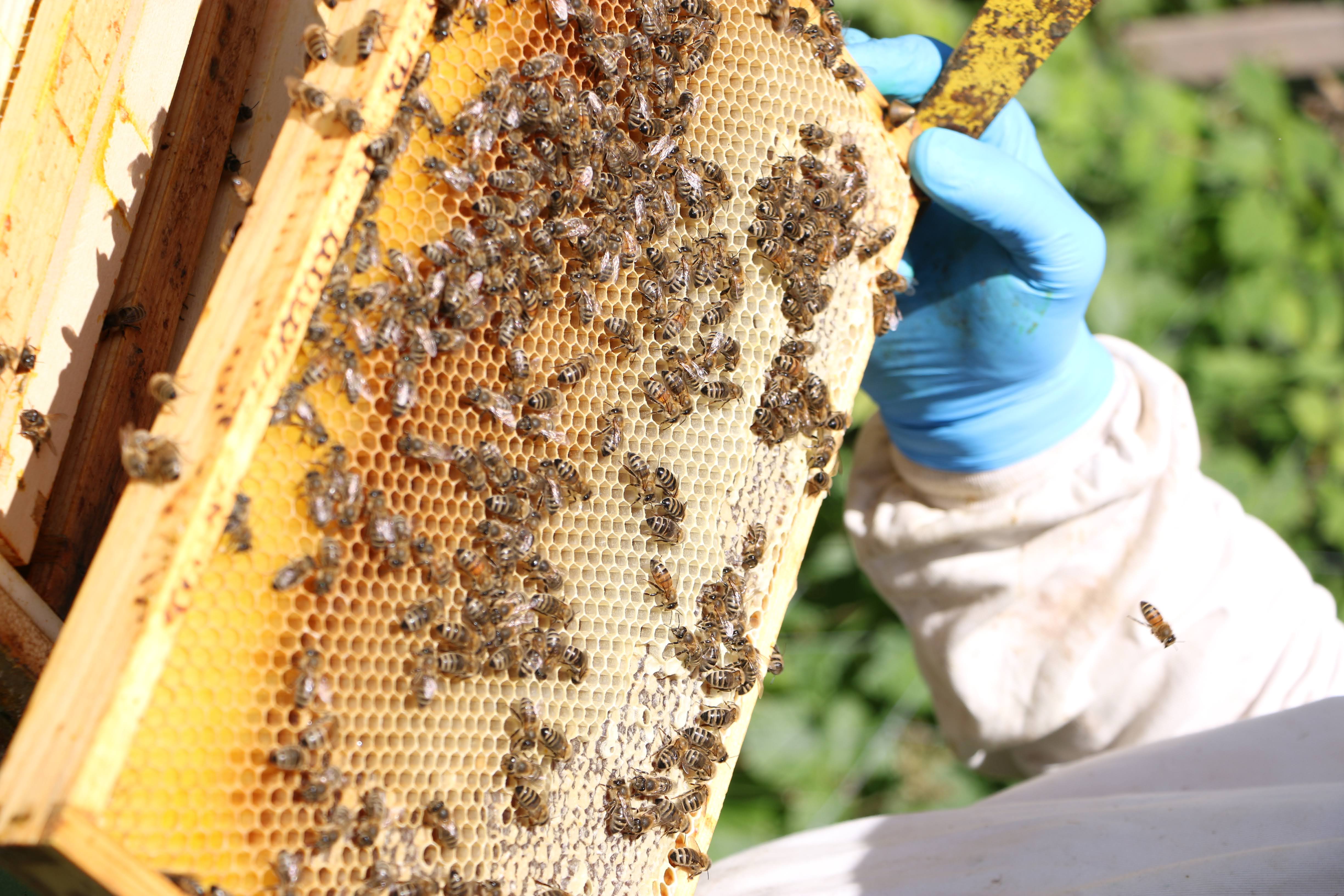 Bienen auf der Wabe